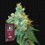 Jack Herer