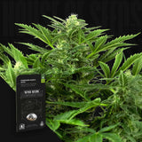 Madarine Punch Auto