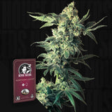 Northern Lights