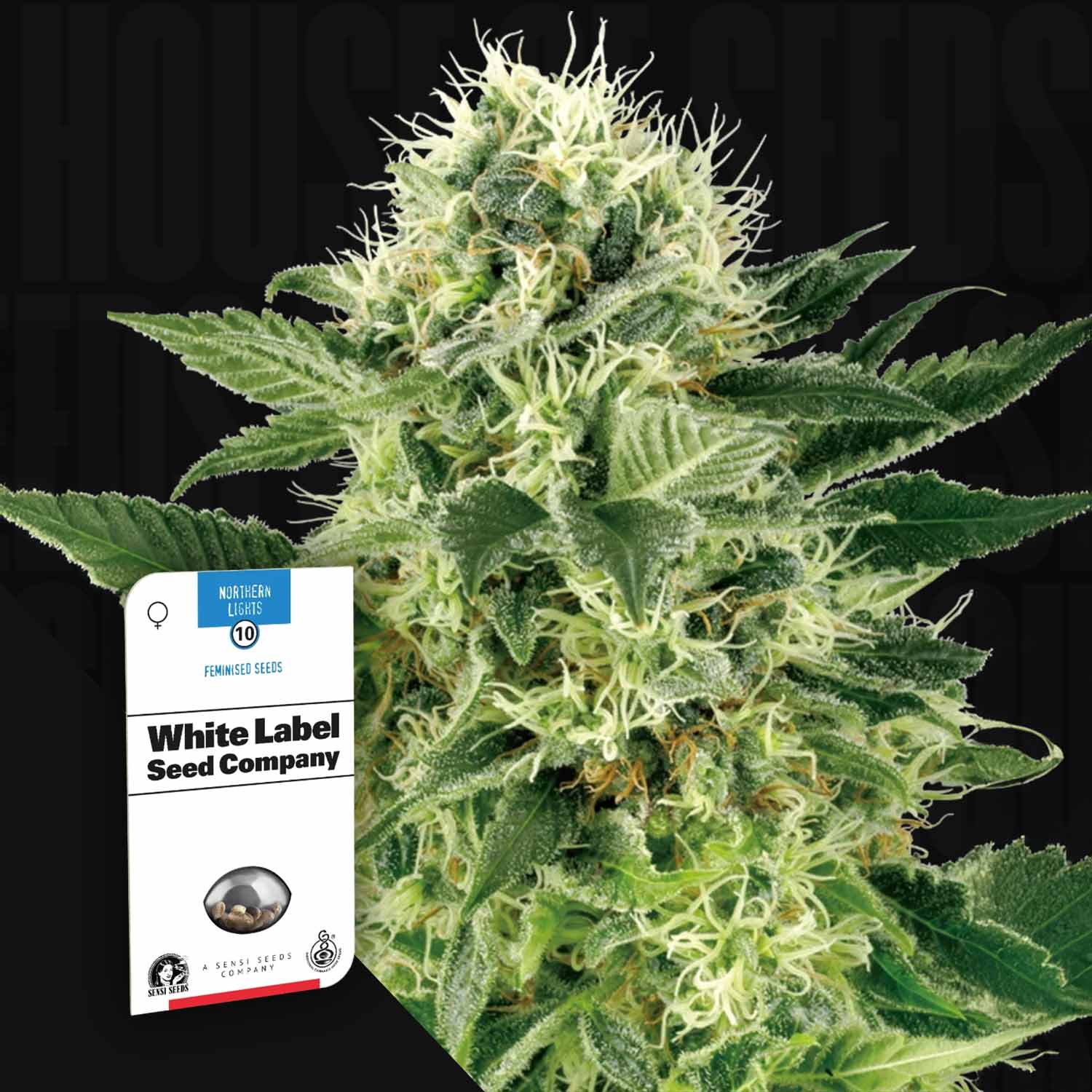 Eine Nahaufnahme einer Cannabispflanze mit einer Sensi Seeds Northern Lights-Samentüte im Vordergrund.