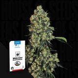 O.G Kush