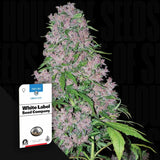 Purple Bud