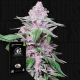 Purple Cookie Kush