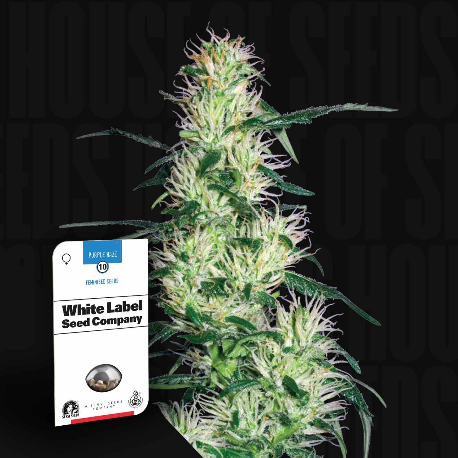 Nahaufnahme einer blühenden Purple Haze-Pflanze neben einer Sensi Seeds-Samenpackung.