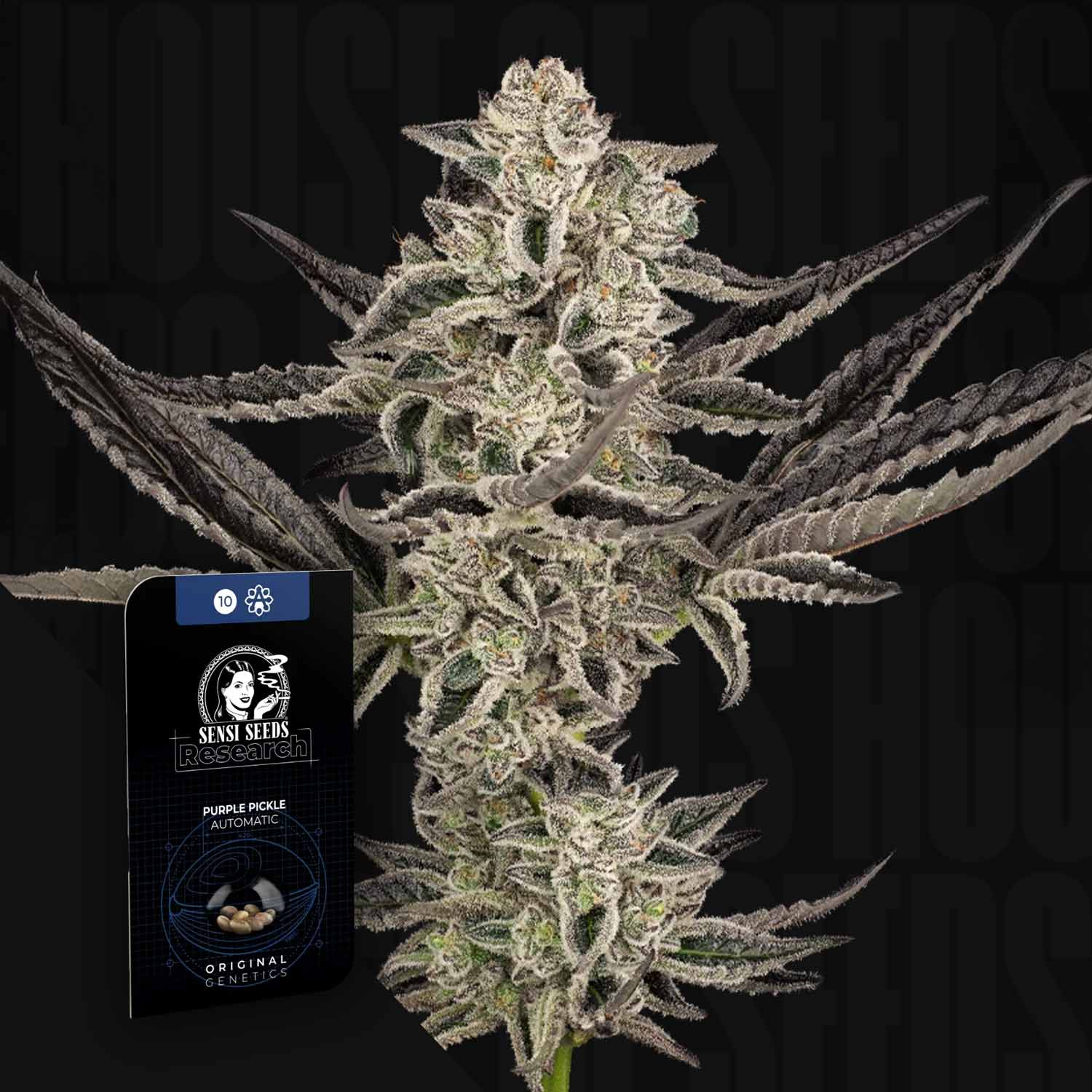 Order Sensi Seeds 