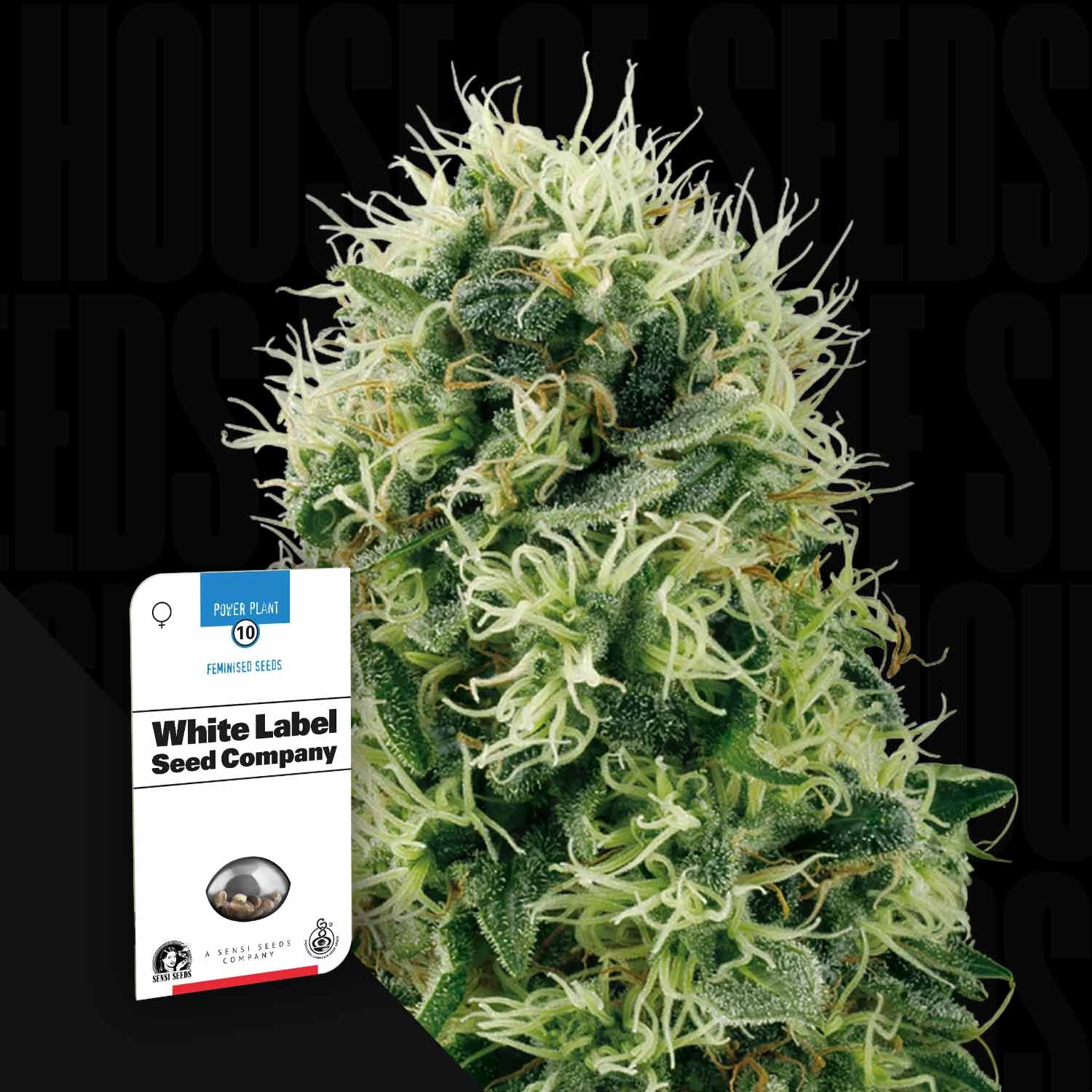 Pure Power Plant – House of Seeds