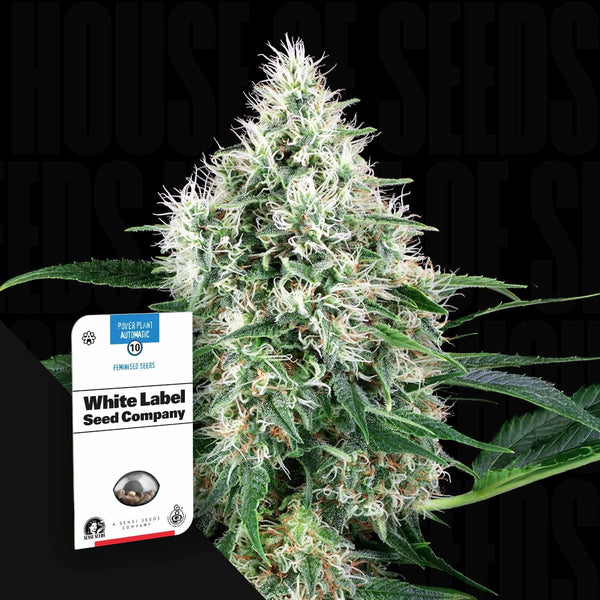 power plant seeds for sale Pure Power Plant Auto – House of Seeds