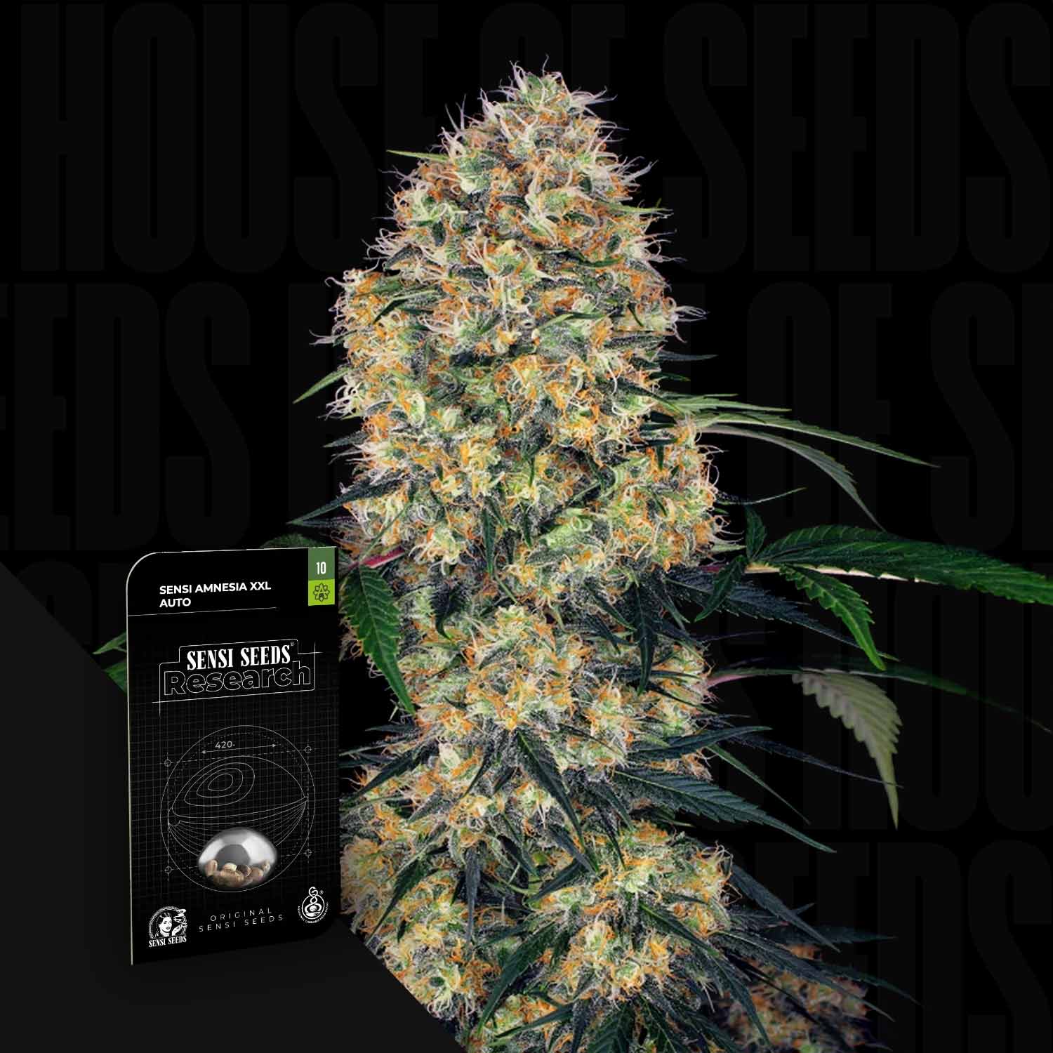 Sensi Seeds 