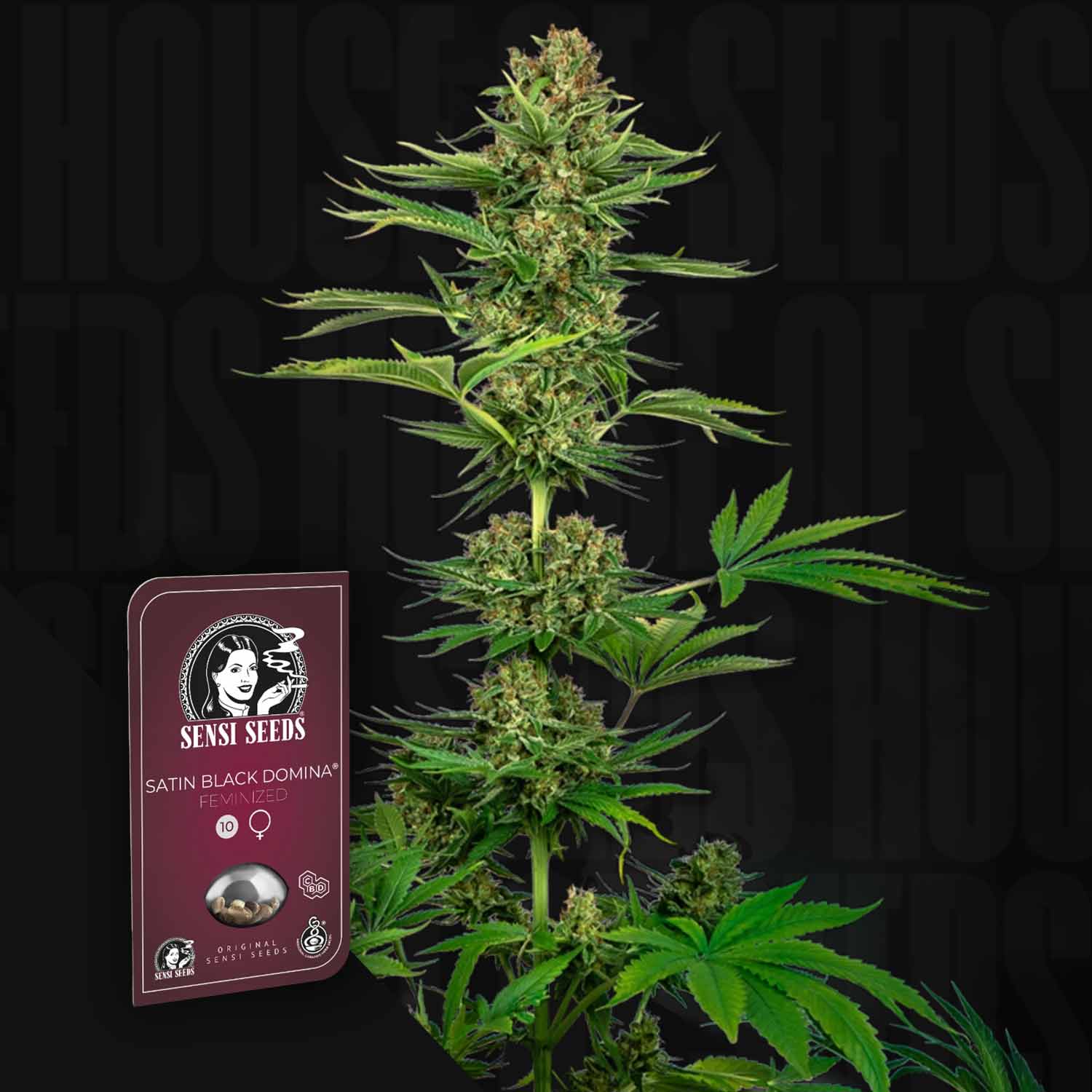 SEN-SBC-0