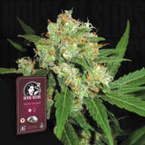 Sensi Skunk