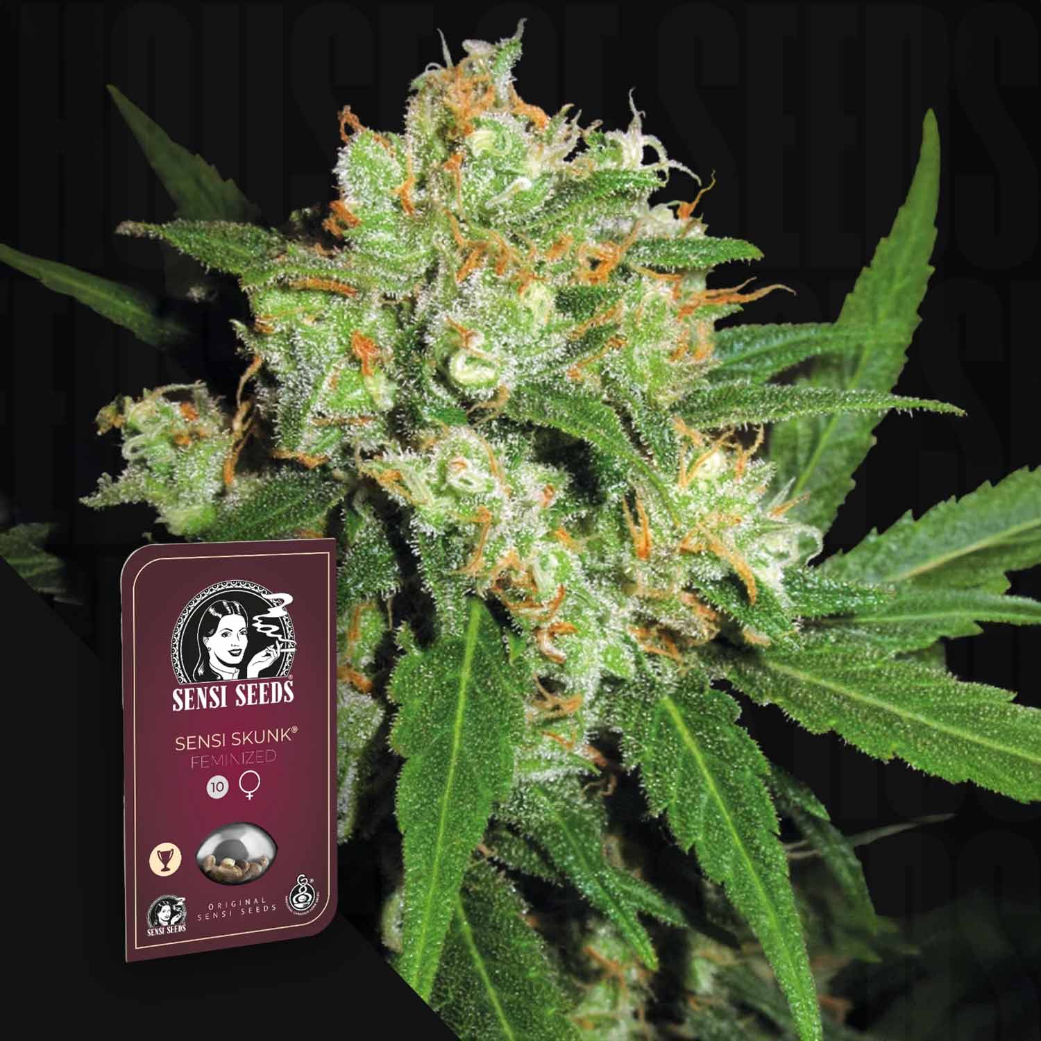 Nahaufnahme von frostigen Cannabisknospen mit der Sensi Seeds Sensi Skunk Samenverpackung im Vordergrund.