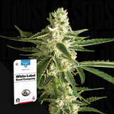 White Diesel Haze Auto