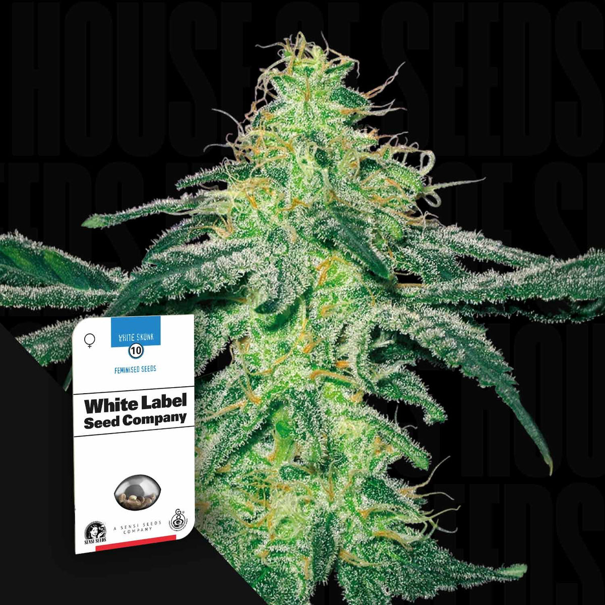 Sensi Seeds Cannabis Samen kaufen – Best-Preis-Garantie – House of Seeds