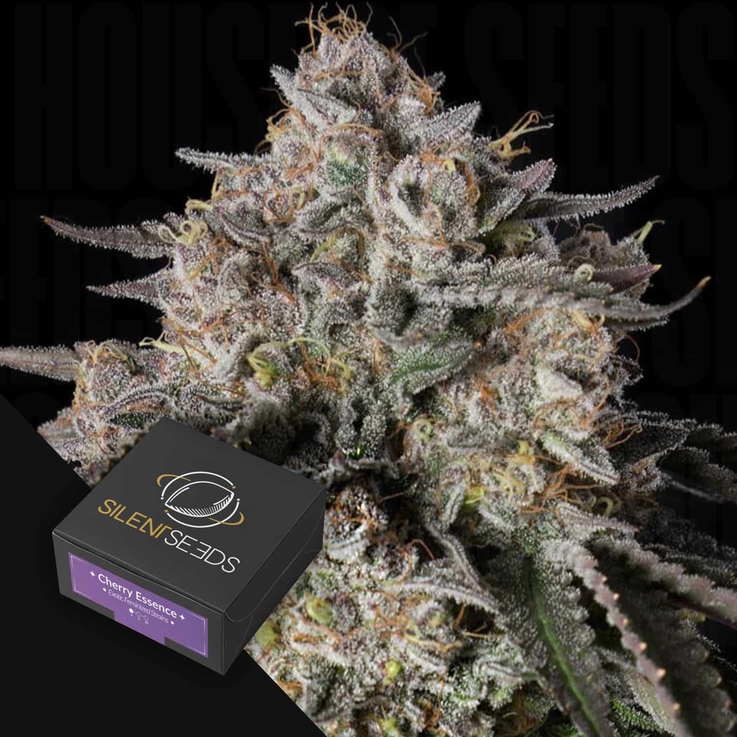 Nahaufnahme einer frostigen Cherry Essence Cannabis Knospe neben einer schwarzen Silent Seeds Box.