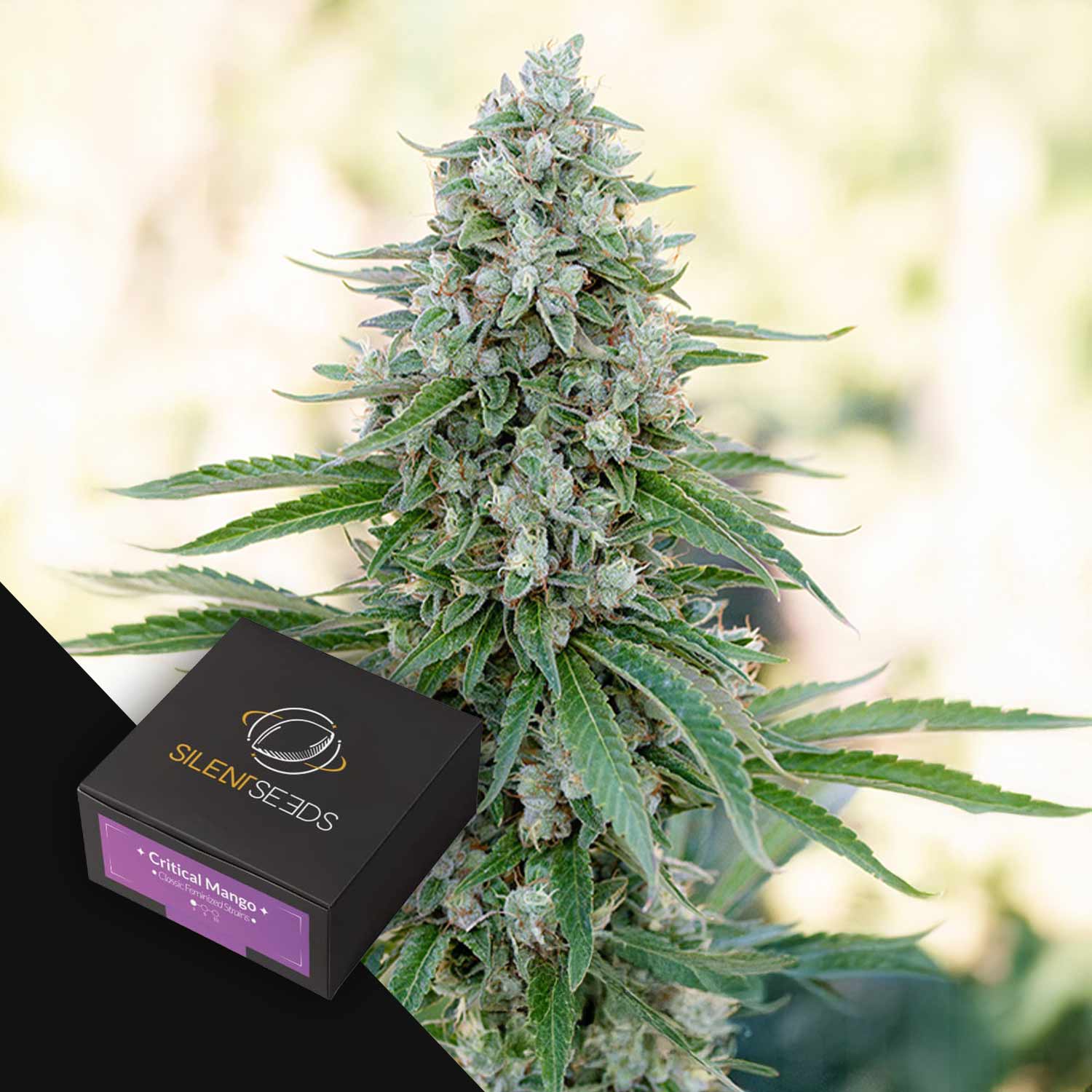 Eine blühende Cannabis-Pflanze steht hinter einer Silent Seeds Critical Mango-Box.