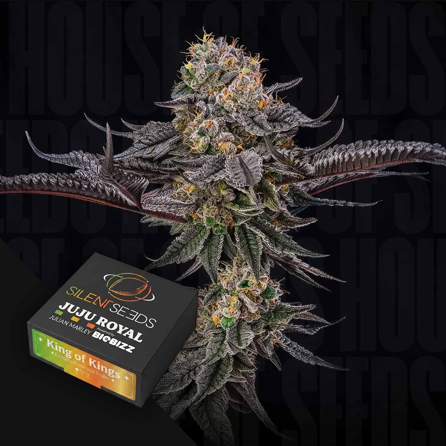 kings garden seeds Order King of Kings cannabis seeds from Silent Seeds – House of Seeds
