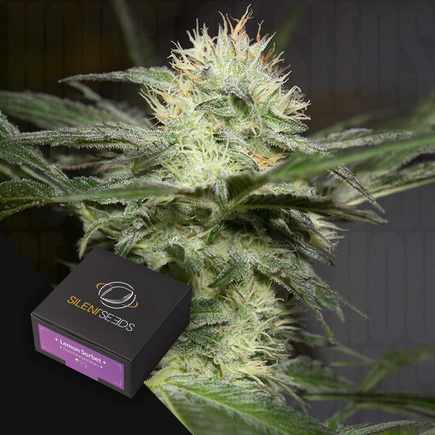 Nahaufnahme einer frostigen Lemon Sorbet Cannabispflanze neben einer Silent Seeds-Box.
