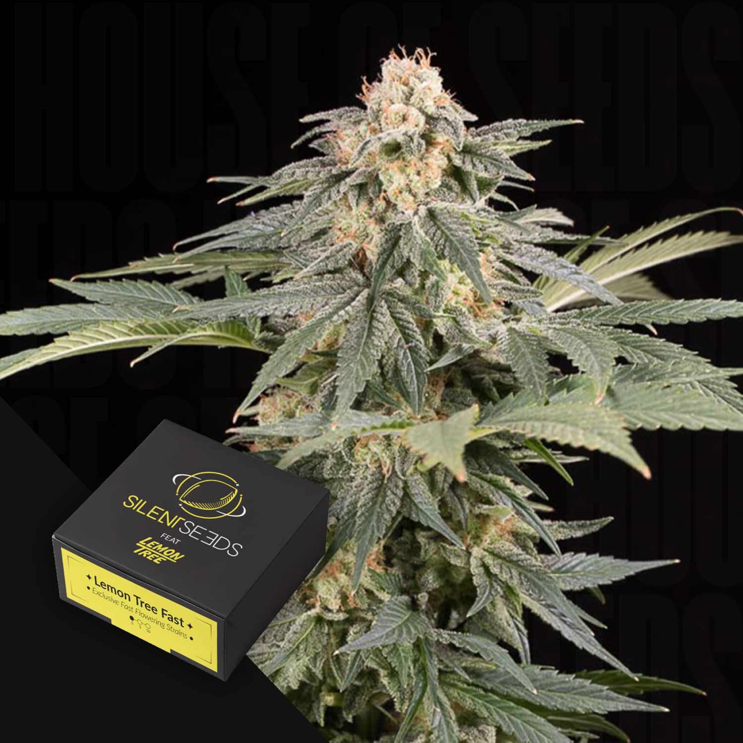 Nahaufnahme einer blühenden Cannabispflanze mit einer Silent Seeds Lemon Tree FAST-Samenschachtel im Vordergrund.
