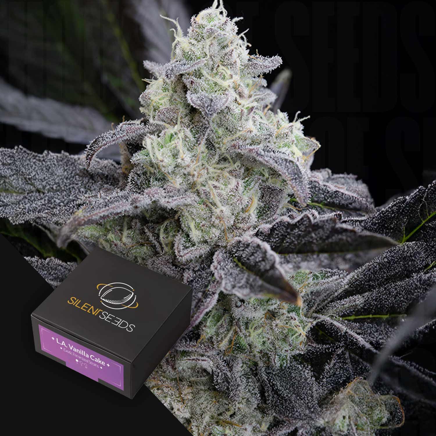 Frostige Cannabis-Knospe mit lila Blättern und einer Silent Seeds L.A Vanilla Cake Schachtel im Vordergrund.