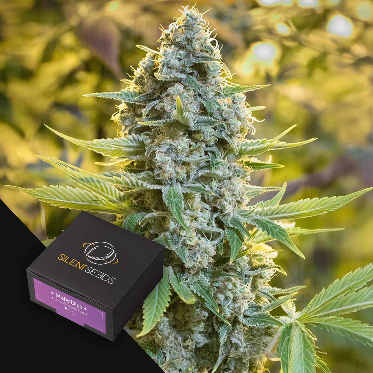Nahaufnahme von Moby Dick Cannabisknospen; in der Ecke erscheint eine kleine schwarze Silent Seeds-Box.