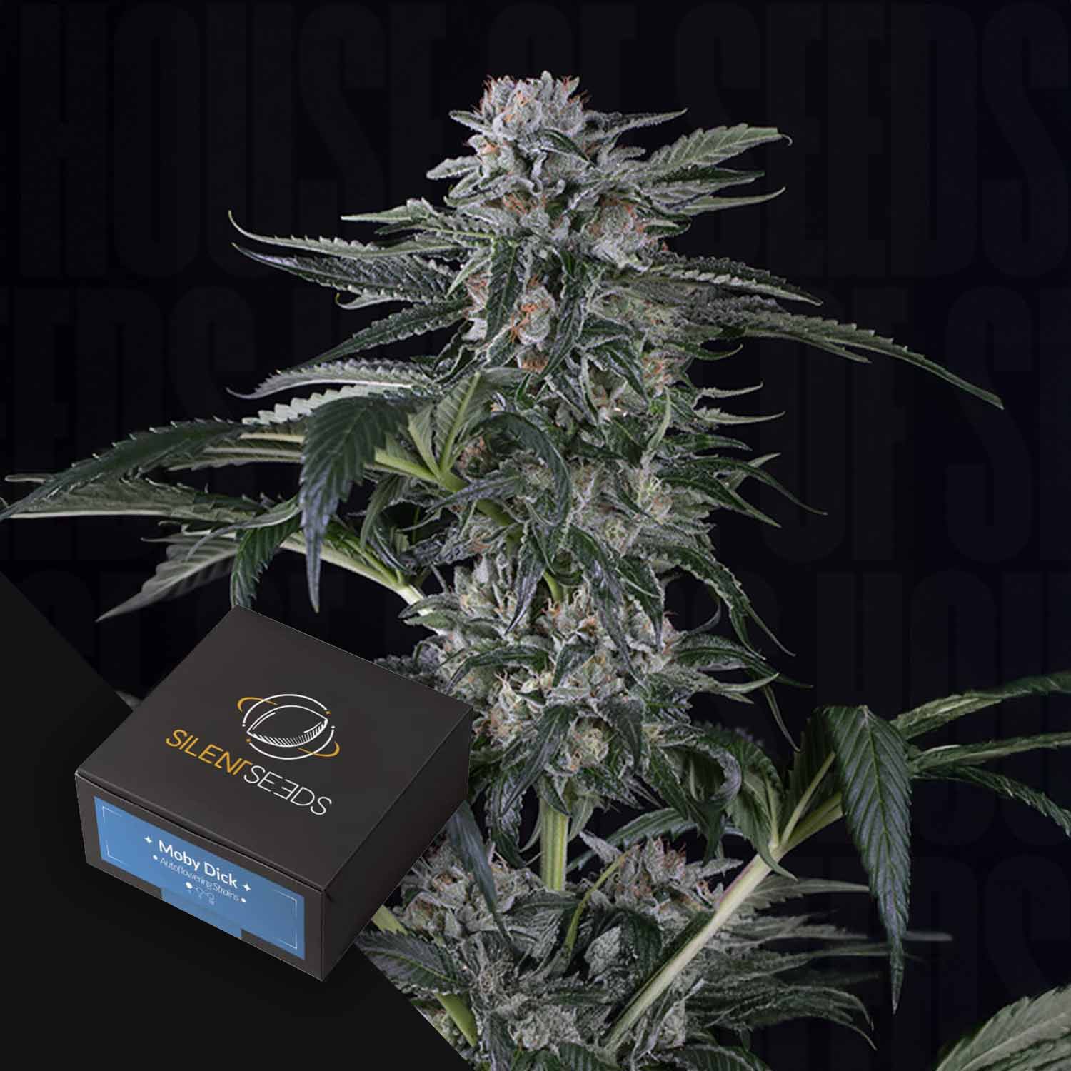 Eine frostige Cannabispflanze und eine Silent Seeds Moby Dick AUTO Samenbox im Vordergrund.