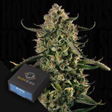 MAC Dawg XXL AUTO