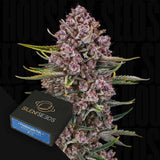 Purplenade XXL Auto