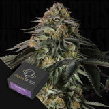 Rainbow Gas