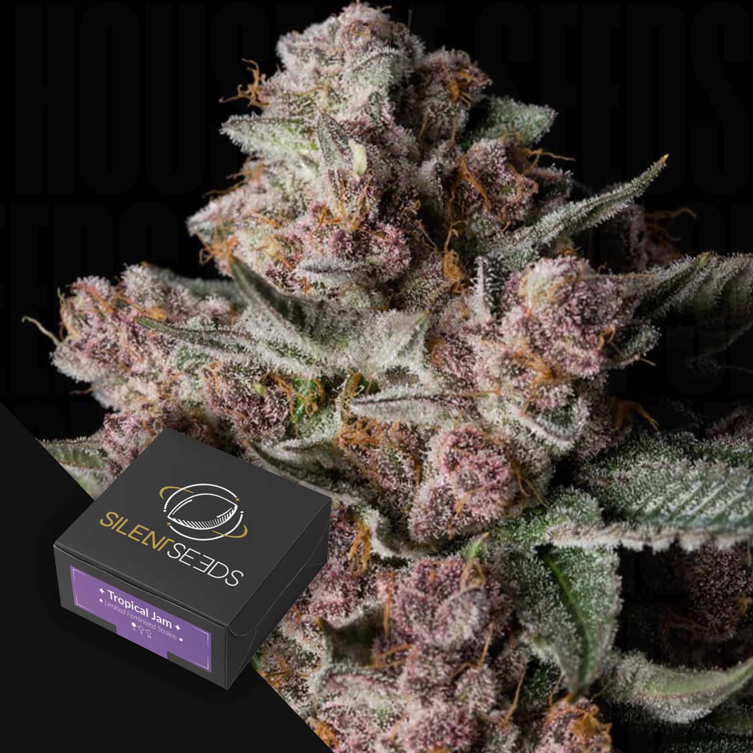 Nahaufnahme von frostigen lila Cannabisknospen neben einer Silent Seeds Tropical Jam Box.