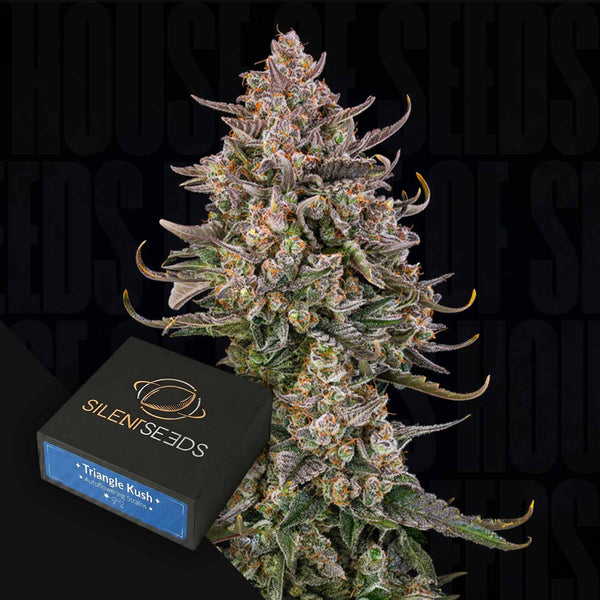 Order Triangle Kush Auto cannabis seeds from Silent Seeds – House of Seeds