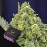 White Widow