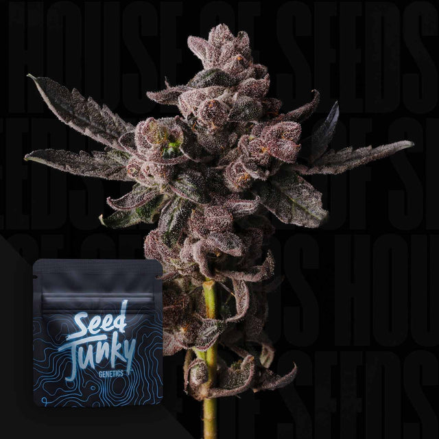 Seed Junky — Cosmic Pop Rocks