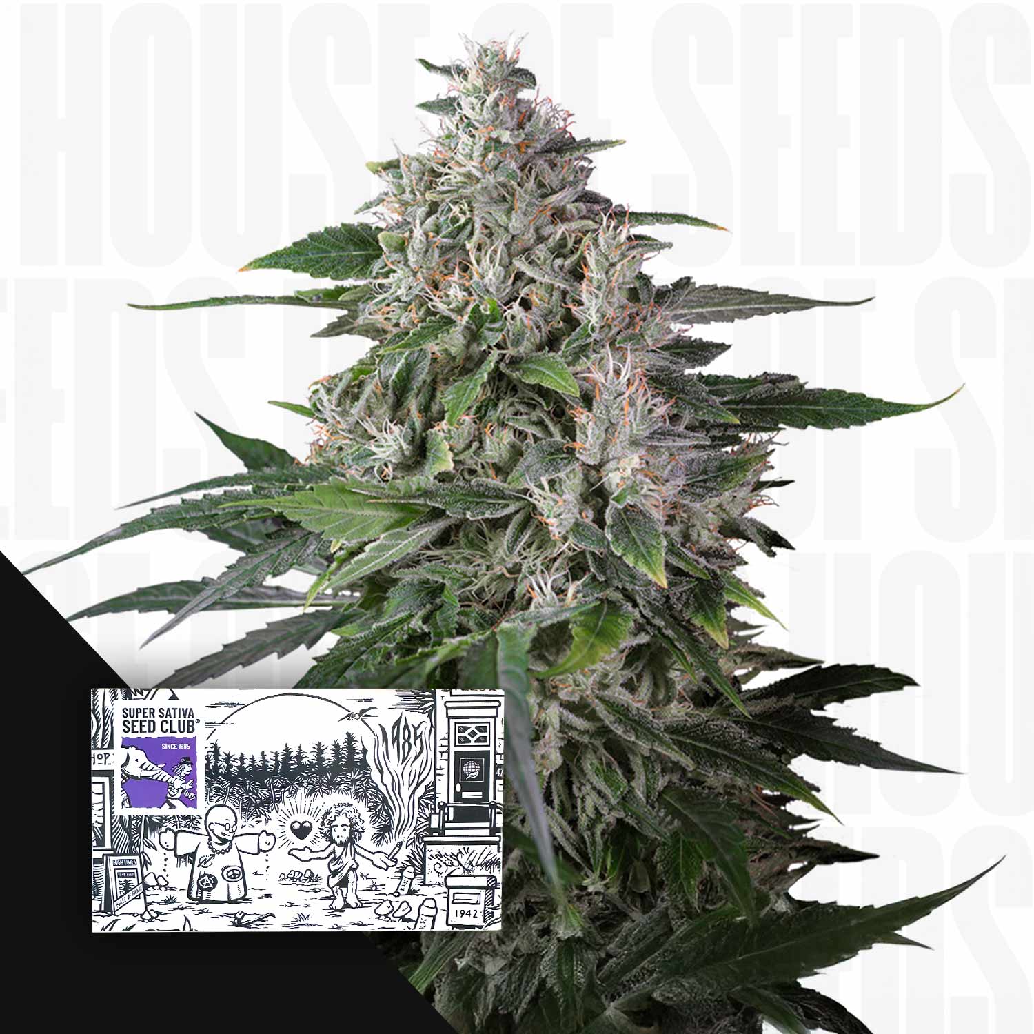 ハーブ The seeds Dutch Passion 