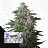 Kepler Haze