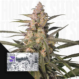 Auto Northern Dragon Fuel