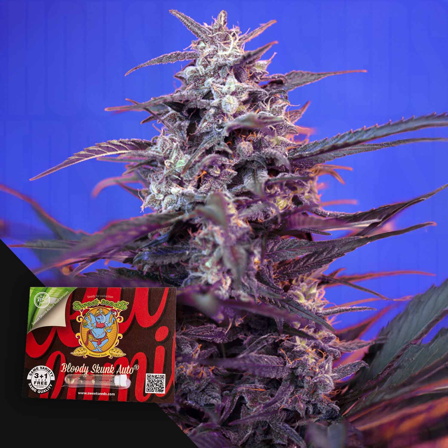 Frostige Cannabis-Pflanze mit dunklen Blättern neben einem Bloody Skunk Auto-Samenpaket von Sweet Seeds.