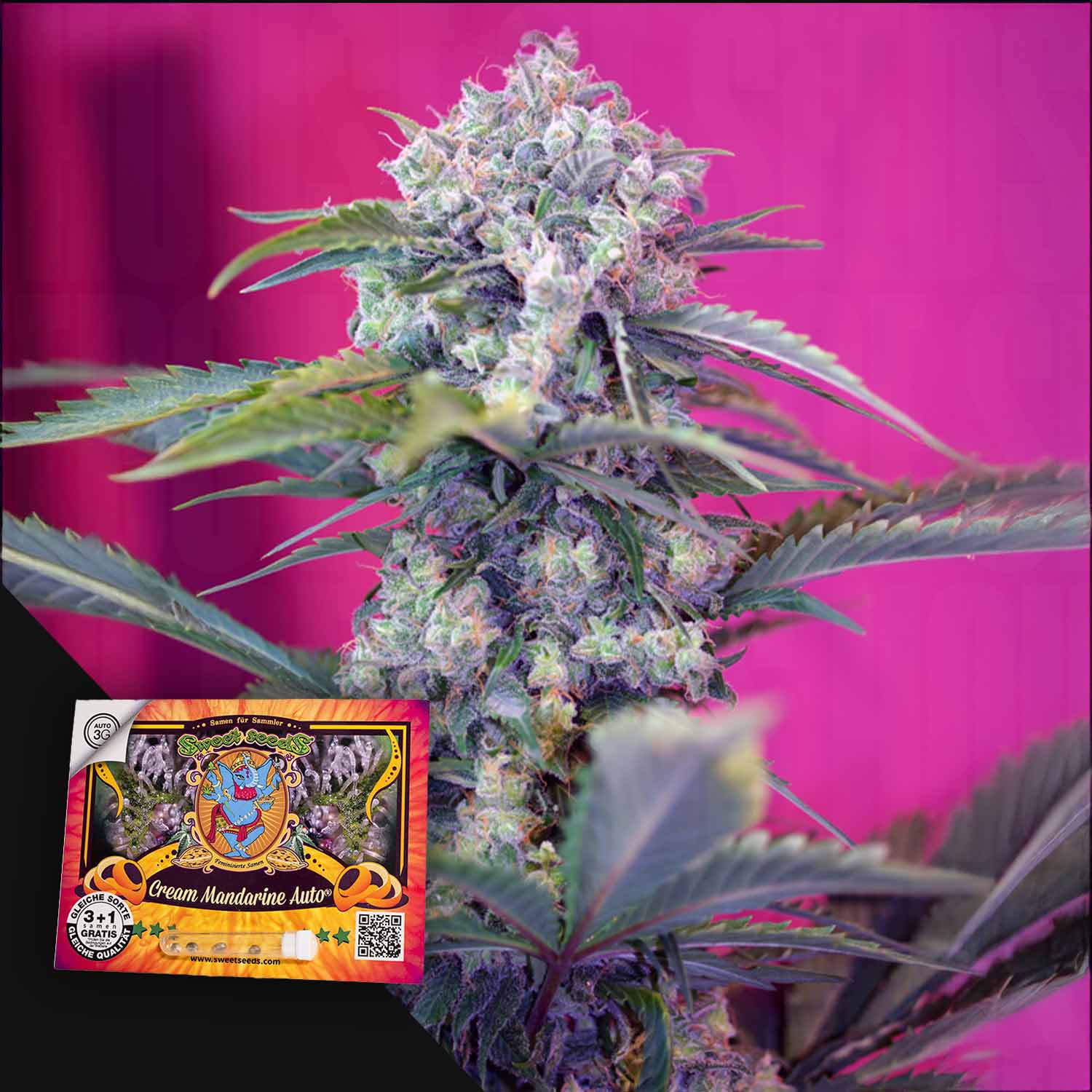 Eine Cannabis-Pflanze mit dichten Knospen, rosa Hintergrund und Cream Mandarine XL Auto von Sweet Seeds Samenpackung einfügen.