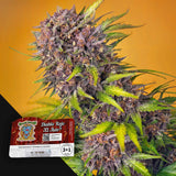 Diablo Rojo XL Auto