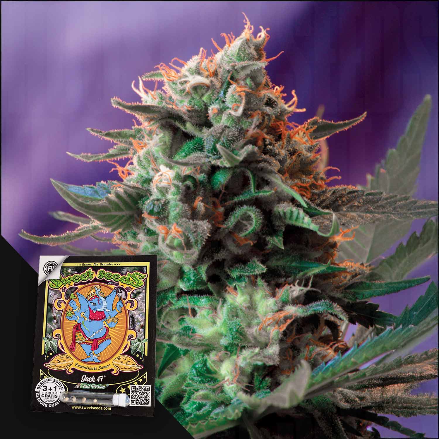 Nahaufnahme einer Jack 47 F1 Cannabispflanze von Sweet Seeds mit einem bunten Etikett mit einer blauen Figur und Text.