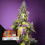 Jet Fuel Mandarine XL Auto