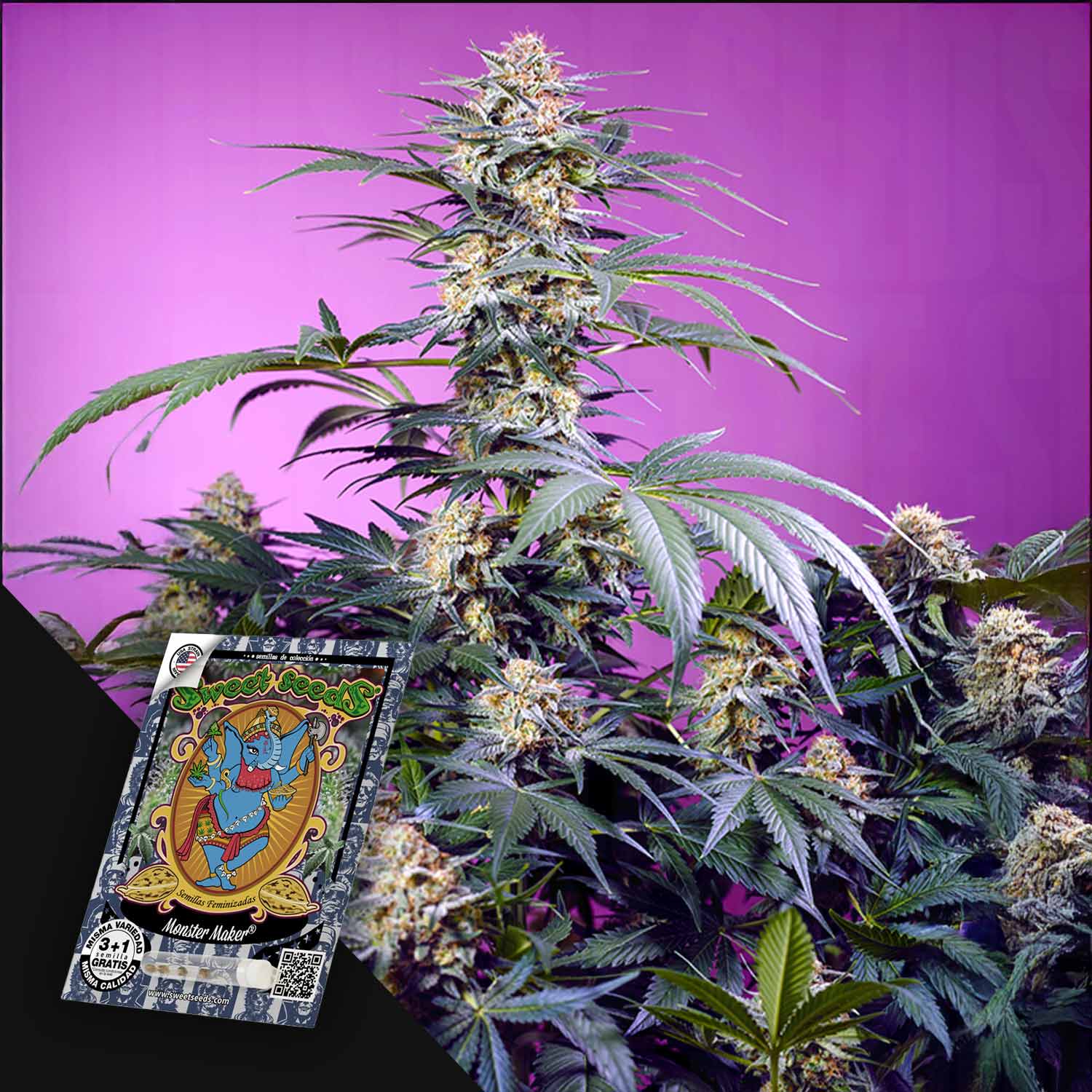 Hohe Cannabis-Pflanze mit dichten Knospen vor einem lila Hintergrund, Samenpackung mit der Aufschrift Sweet Seeds Monster Maker.