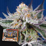 Orange Apricot Glue XL Auto