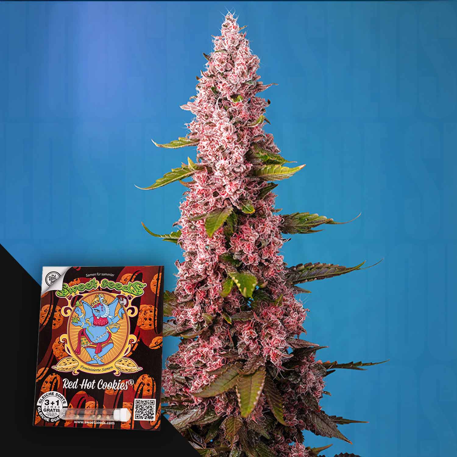 Eine hohe rosa und grüne Cannabis-Pflanze mit einem Sweet Seeds Red Hot Cookies-Samenpaket auf der linken Seite.