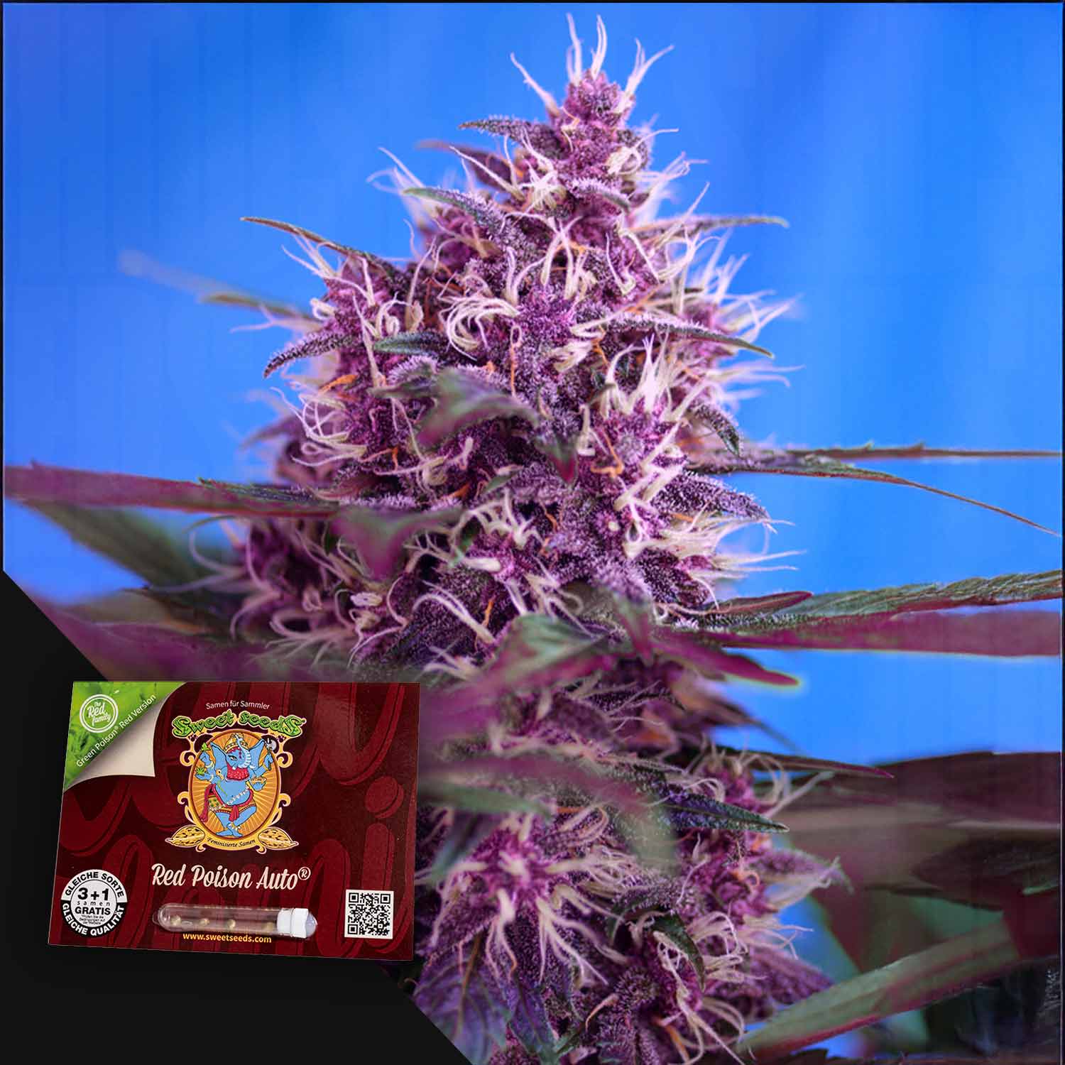 Lila blühende Cannabispflanze mit einem Sweet Seeds Red Poison Auto-Samenpaket in der unteren linken Ecke.