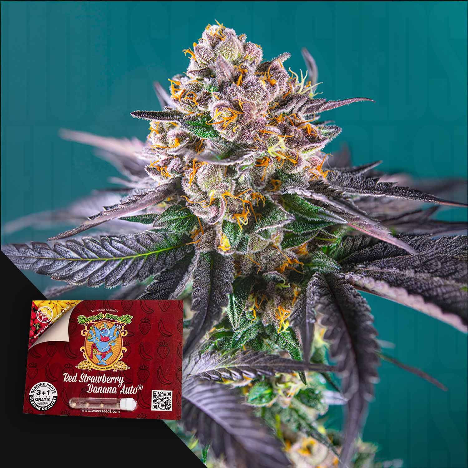 Eine Nahaufnahme einer farbenfrohen Cannabis-Pflanze mit einem Sweet Seeds Red Strawberry Banana Auto-Samenpäckchen im Blick.