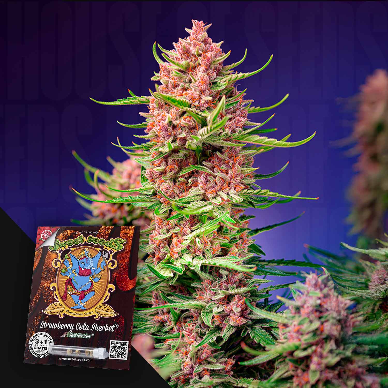 Sweet Seeds "Strawberry Cola Sherbet F1" - Buy cannabis seeds  House of  Seeds