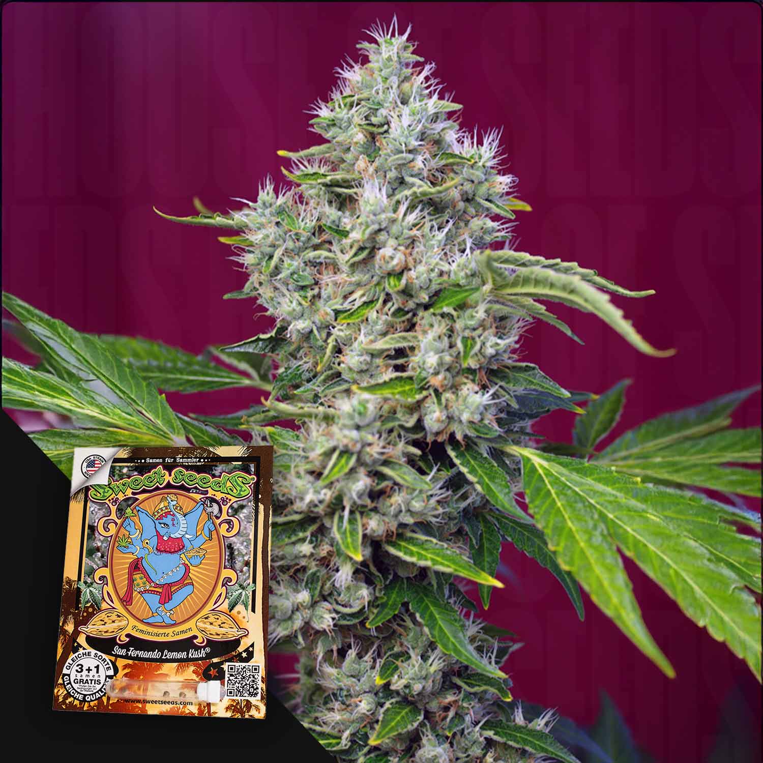 Nahaufnahme der Knospen von San Fernando Lemon Kush von Sweet Seeds, neben bunten Samenpackungen auf lila Hintergrund.