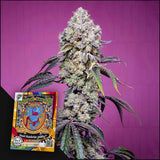 Sweet Mandarine Z F1