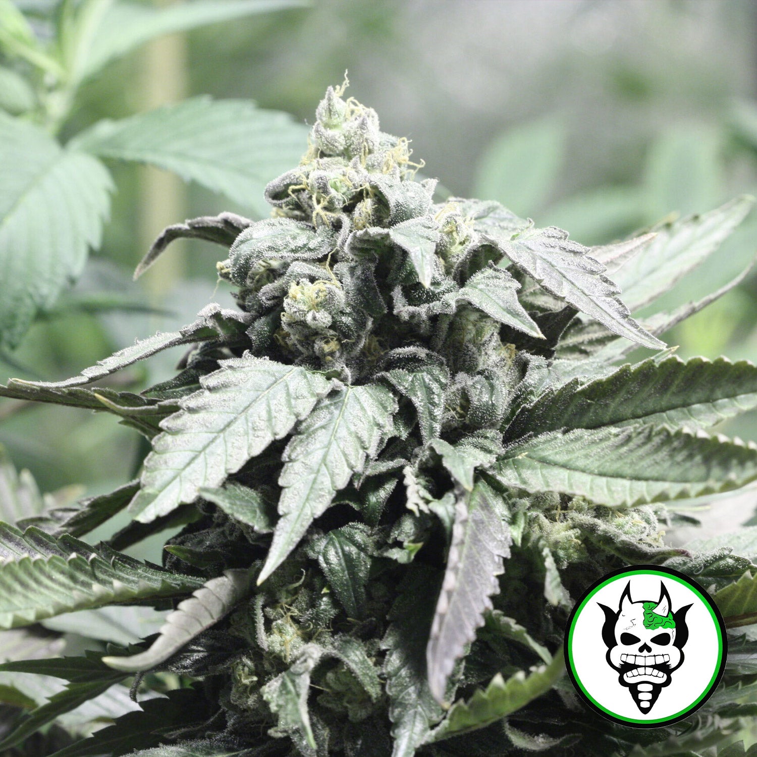 Blütenbild von Shoreline - Devil's Harvest - Cannabissamen