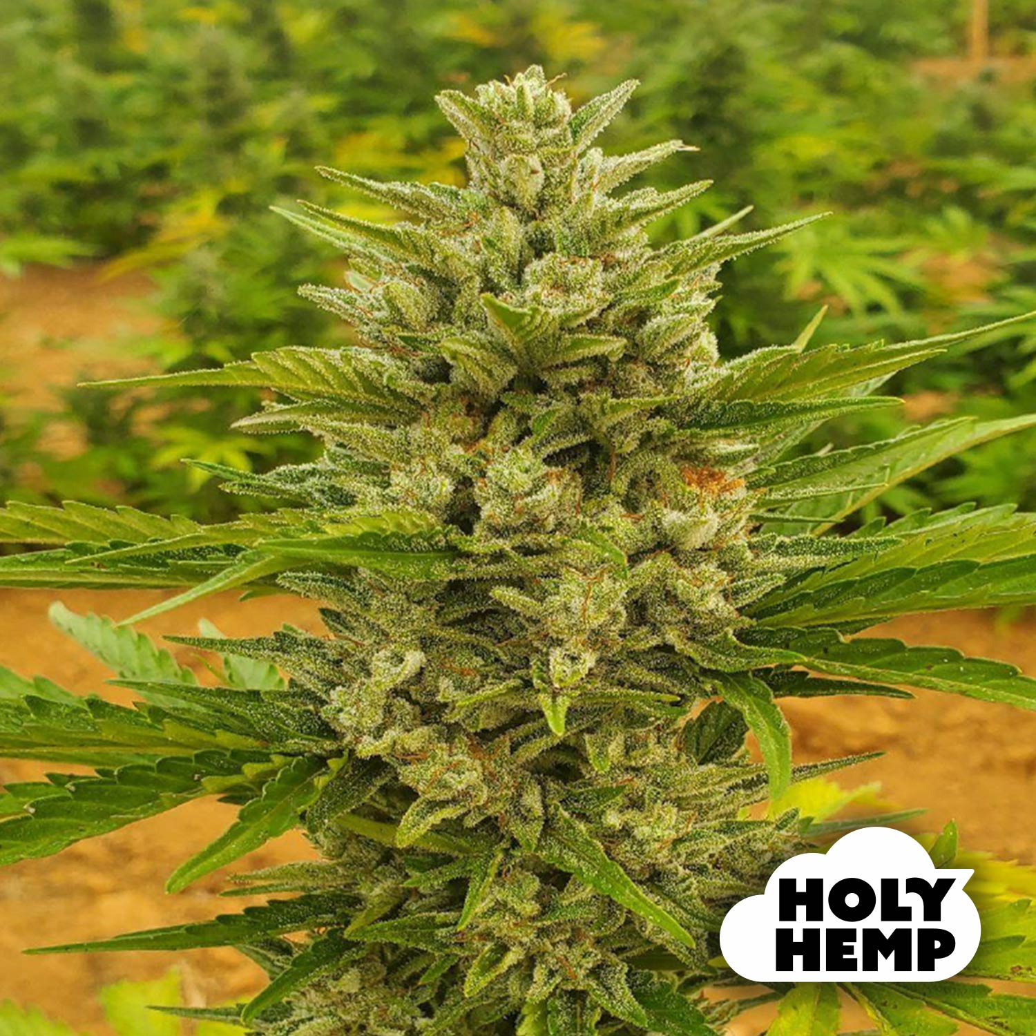 Blütenbild von Sour Diesel - HolyHemp - Cannabissamen